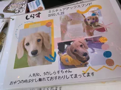 子犬カフェrio 原宿店に行ってきた ローリエプレス