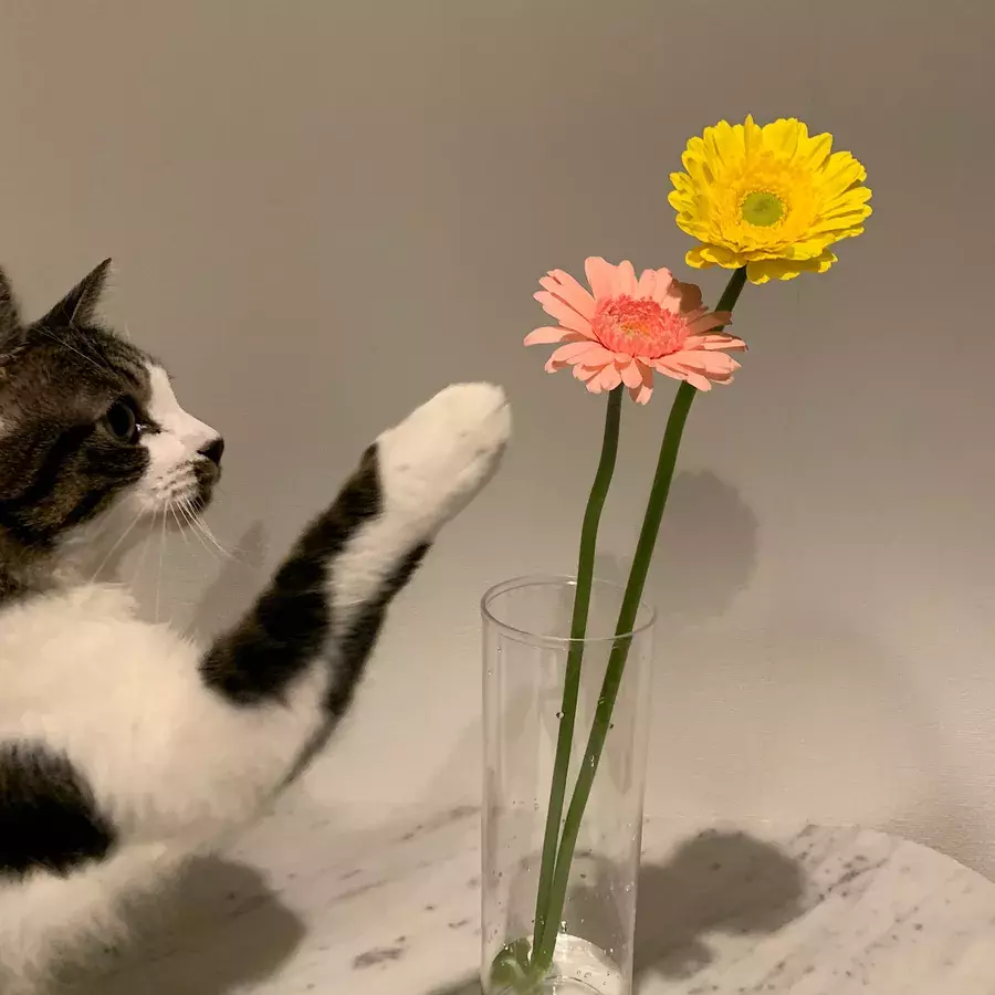 割れない花瓶 キャンドゥ 100均で買える おしゃれな花瓶 実は なんです ローリエプレス