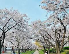 【お花見】"大阪の絶景スポット"毛馬桜之宮公園でお花見をしてきました♪