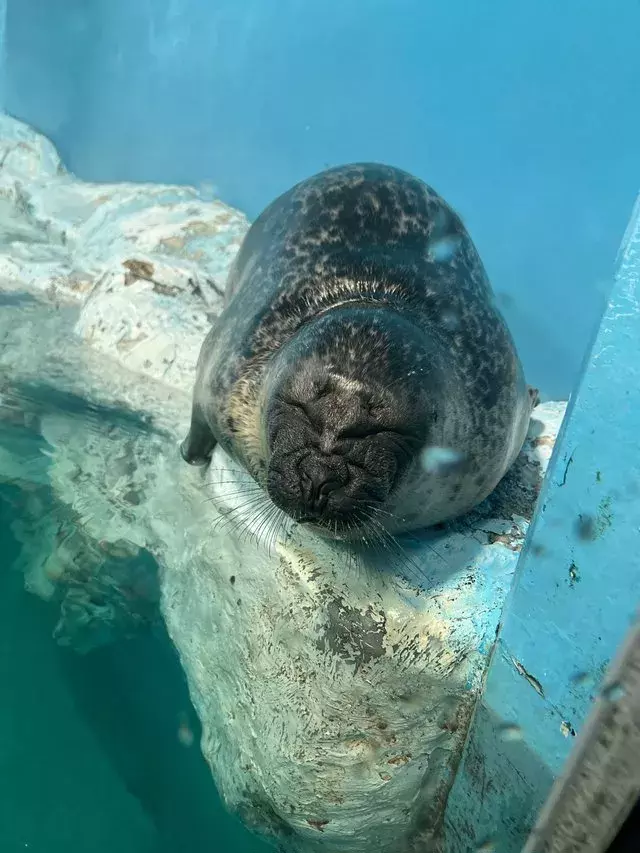 水族館 今月も鴨川シーワールドへ行ってきました 身に付けていった物とお土産も ローリエプレス 水族館 今月も鴨川シーワールドへ行ってきました 身に付けていった物とお土産も ローリエプレス