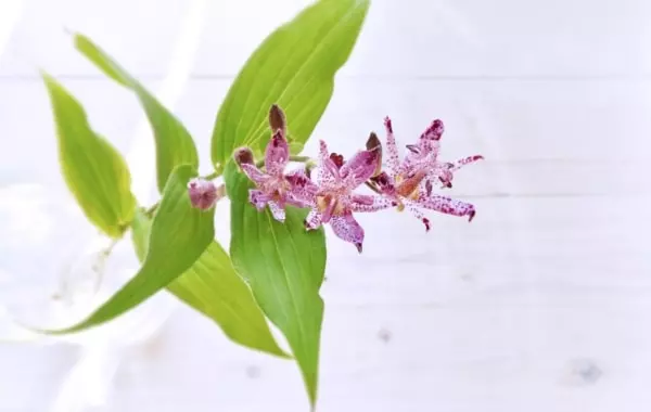 実は怖い 死 を連想させる花17選 ローリエプレス