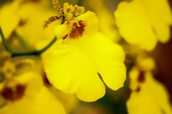 思わず笑顔になれる花選 ローリエプレス