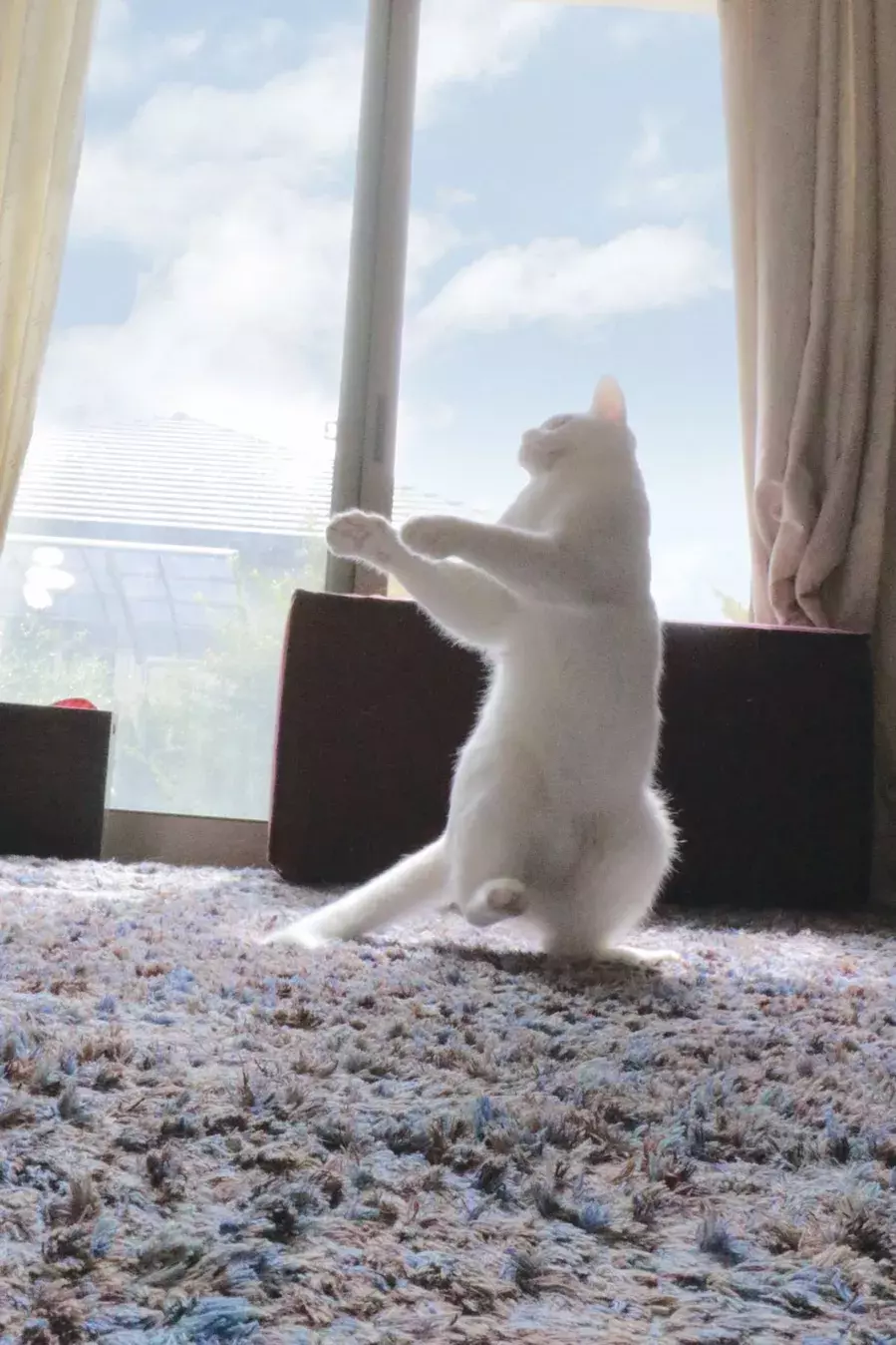 神々しすぎるﾈｺﾁｬﾝ 眩しい日差しを浴びながらヨガをする猫が話題に ローリエプレス