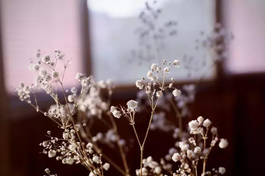 もらったお花どうしてる 記念に残したい人必見 ドライフラワーの作り方 ローリエプレス