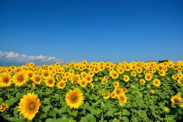 夏だってお花を楽しめる 夏ならではの花が咲き誇るスポット特集 ローリエプレス