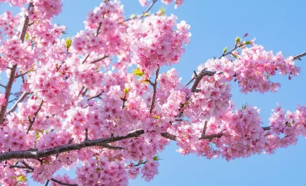 実はもう桜は見られる 早咲きの桜スポット6選 ローリエプレス