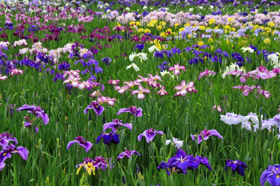 6月に楽しめる花を見に行こう 花菖蒲が見れる関東近郊のスポットまとめ ローリエプレス