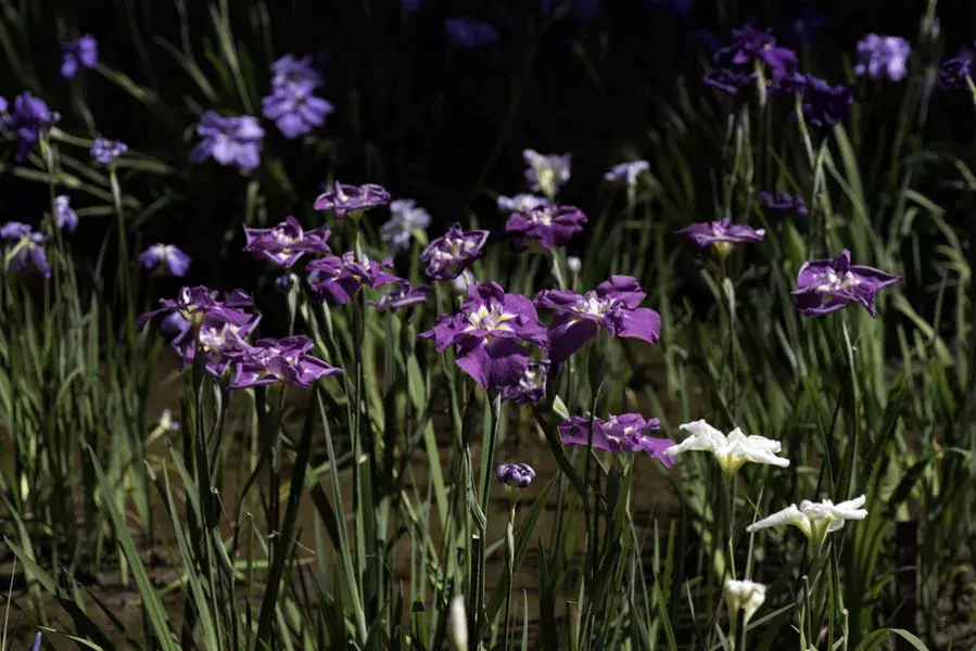 6月に楽しめる花を見に行こう 花菖蒲が見れる関東近郊のスポットまとめ ローリエプレス