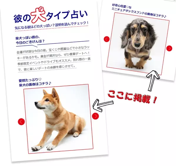 募集 彼の犬タイプ占い に 愛するワンコ の画像を掲載しませんか ローリエプレス