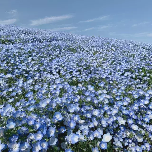 まだ間に合う 国営ひたち海浜公園 ネモフィラを見に行こう ローリエプレス