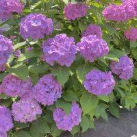 【6月のお花・和菓子】紫陽花を見るなら今がチャンス！