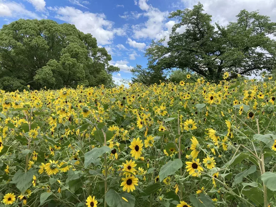 夏はひまわり 万博記念公園 ひまわりフェスタ レポ ローリエプレス