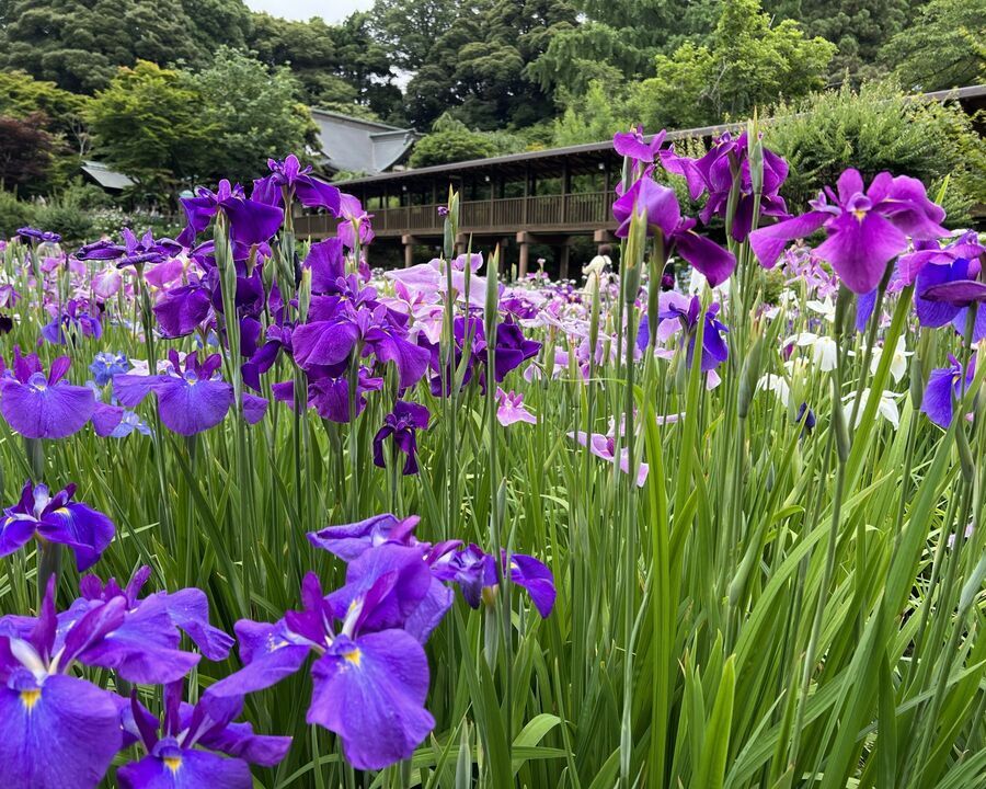 【千葉県】今が見頃！紫陽花が綺麗な映えスポットをご紹介！の6枚目の画像