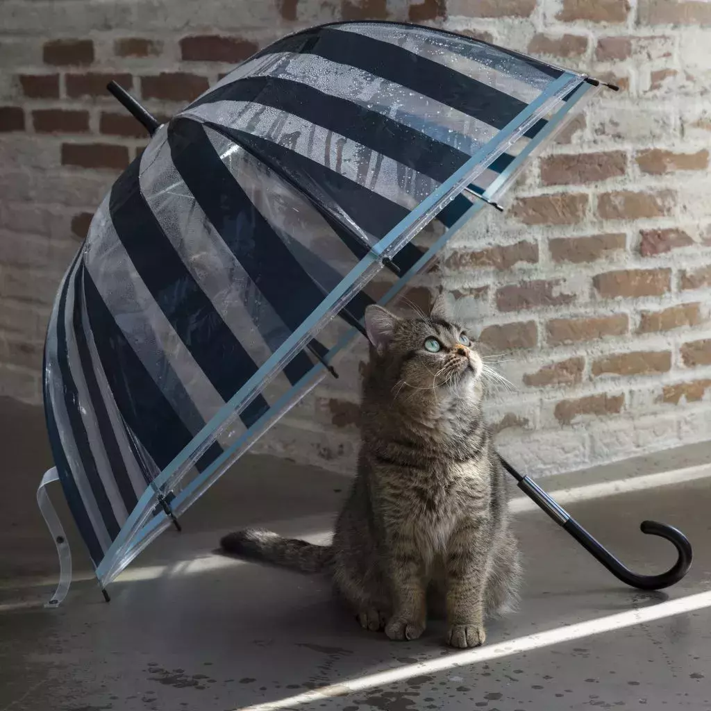 雨の日もハッピーに Francfranc のオシャレな新作レイングッズ ローリエプレス