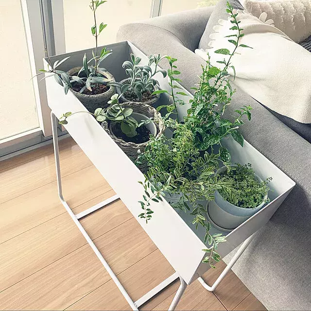 カッコいい定位置をお部屋に 観葉植物を格上げするプラントスタンド ローリエプレス