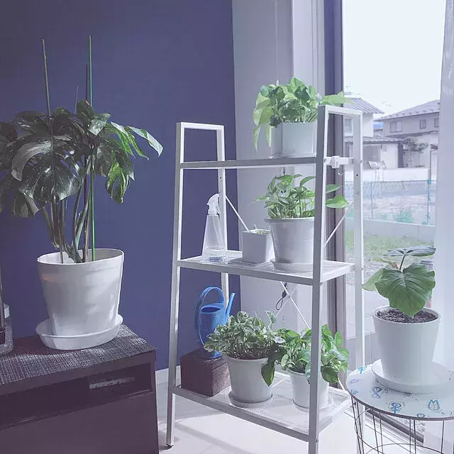 カッコいい定位置をお部屋に 観葉植物を格上げするプラントスタンド ローリエプレス