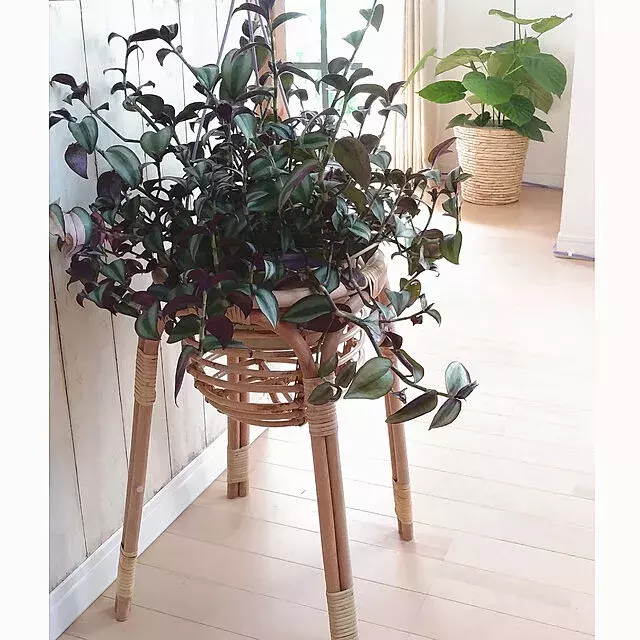 カッコいい定位置をお部屋に 観葉植物を格上げするプラントスタンド ローリエプレス