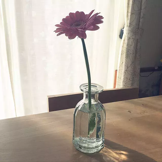 ダイソーの花瓶が優秀 プチプラでフラワーベースを楽しむ ローリエプレス