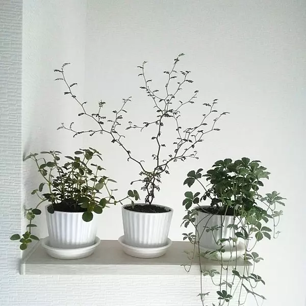 グリーンとの生活をもっと身近に ダイソーの植木鉢 ローリエプレス