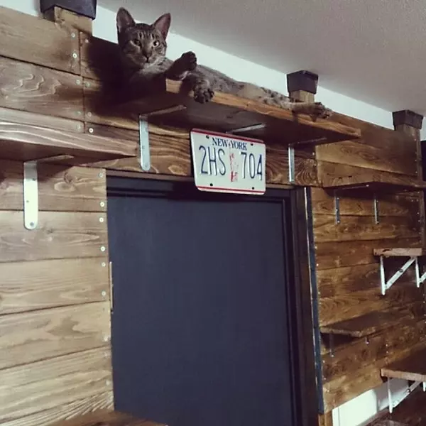 猫ちゃん大喜び Diyした愛情いっぱいキャットウォーク ローリエプレス