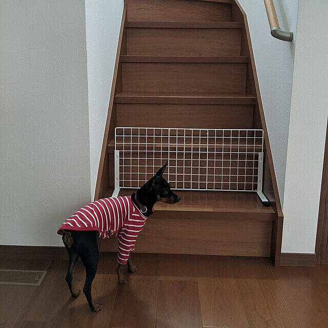 100均でgetする ペットライフで活躍するアイテム かんたんdiy ローリエプレス