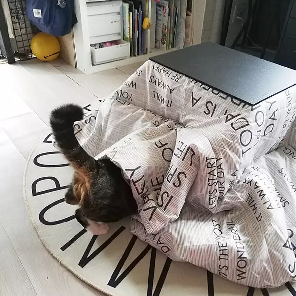 猫との暮らしを豊かに お部屋になじむ愛猫のためのdiy ローリエプレス