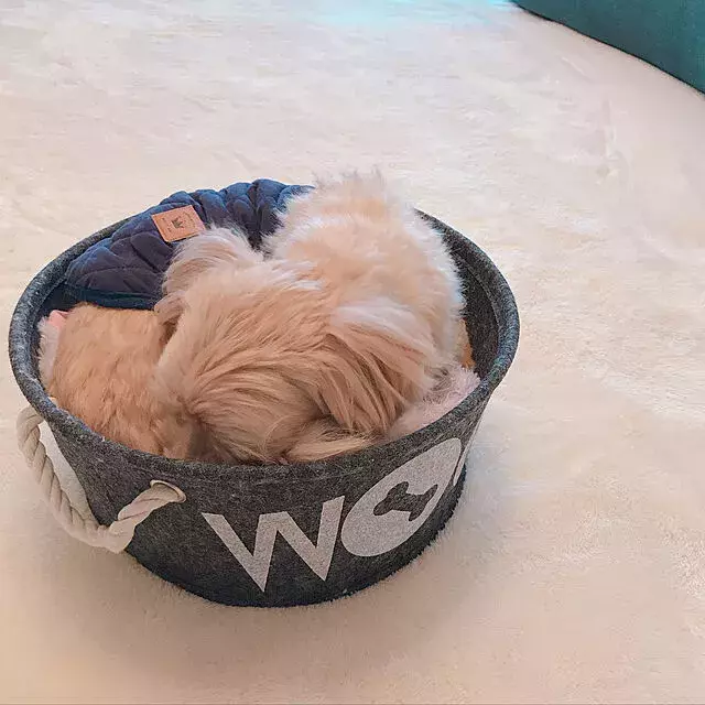 優秀ペット用品の宝庫 ペットも喜ぶダイソーの犬 猫アイテム ローリエプレス