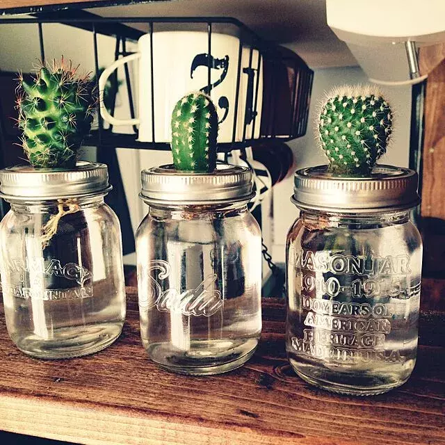 お部屋に気軽に取り入れやすい 水耕栽培を始めてみませんか ローリエプレス お部屋に気軽に取り入れやすい 水耕栽培を始めてみませんか ローリエプレス