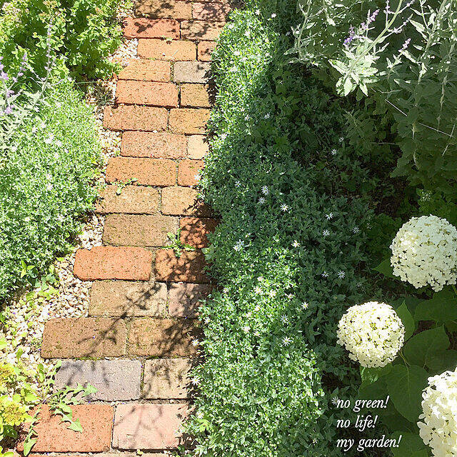 雑草対策だけじゃない お庭の見映えをよくするグランドカバープランツ10選 ローリエプレス