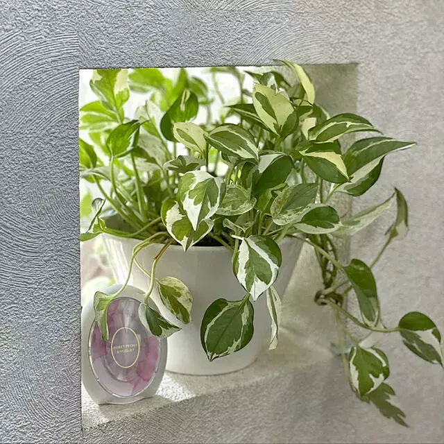 グリーンを取り入れるならまずはポトス 観葉植物初心者にもおすすめな理由 ローリエプレス グリーンを取り入れるならまずはポトス 観葉植物初心者にもおすすめな理由 ローリエプレス