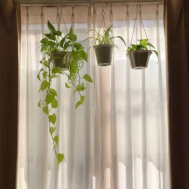 育てやすくて飾りやすい 小さな観葉植物の種類 飾り方アイデア10選 ローリエプレス