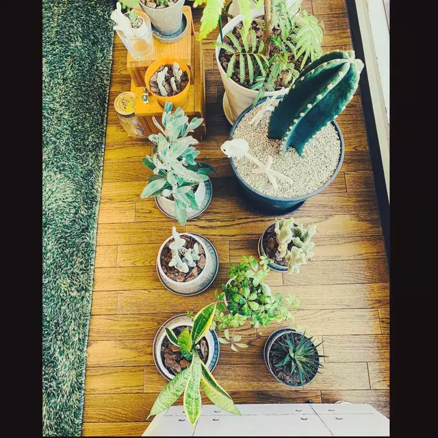 インテリアに躍動感を 日々に変化と癒しをくれるカインズの観葉植物たち By Llatte Usaさん ローリエプレス