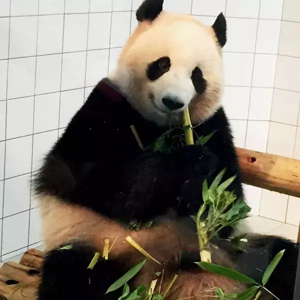 シャンシャンの尻尾は黒 白 知っているようで知らないパンダのこと ローリエプレス