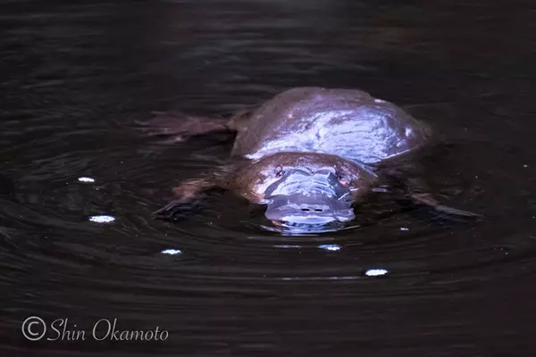 謎の生物 ペリーと言われる こともあり オーストラリアに住んでます ローリエプレス