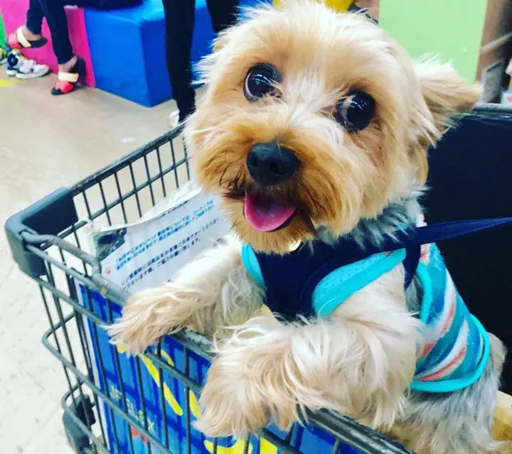 お買い得すぎ 犬マニアが唸る 100均 で出合った 神ペットグッズ 3選 ローリエプレス