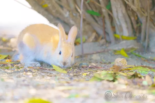 ウサギ好きの聖地で撮った 広島県大久野島のアナウサギです ローリエプレス