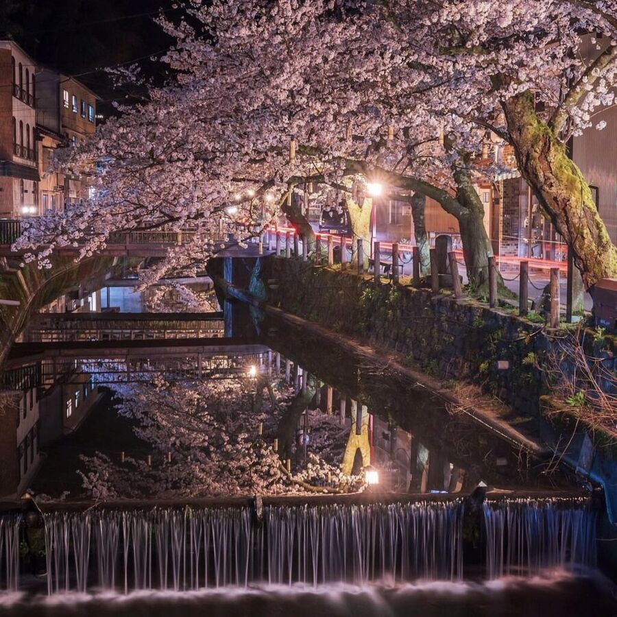 城崎温泉　桜