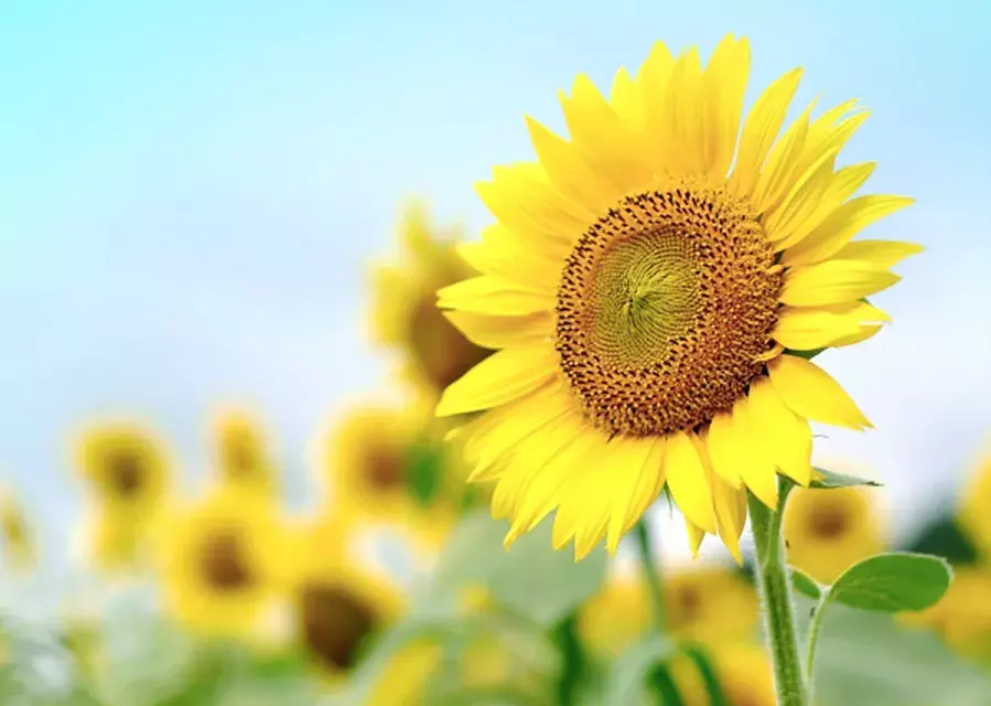 お花選びがもっと楽しくなりそうな予感 実は奥が深い 花言葉 の世界 ローリエプレス