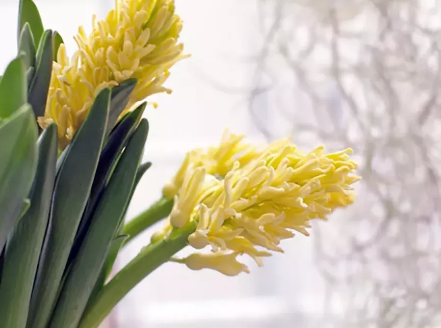 お花選びがもっと楽しくなりそうな予感 実は奥が深い 花言葉 の世界 ローリエプレス