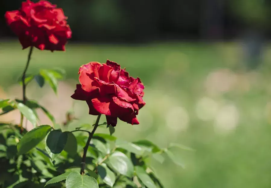 お花選びがもっと楽しくなりそうな予感 実は奥が深い 花言葉 の世界 ローリエプレス