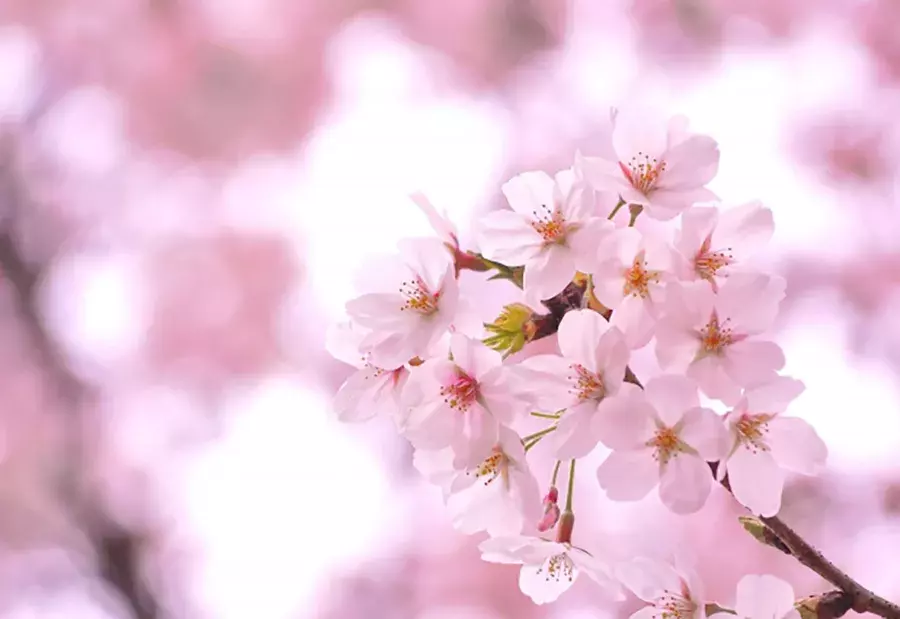 お花選びがもっと楽しくなりそうな予感 実は奥が深い 花言葉 の世界 ローリエプレス