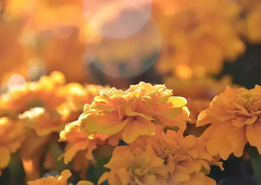 お花選びがもっと楽しくなりそうな予感 実は奥が深い 花言葉 の世界 ローリエプレス