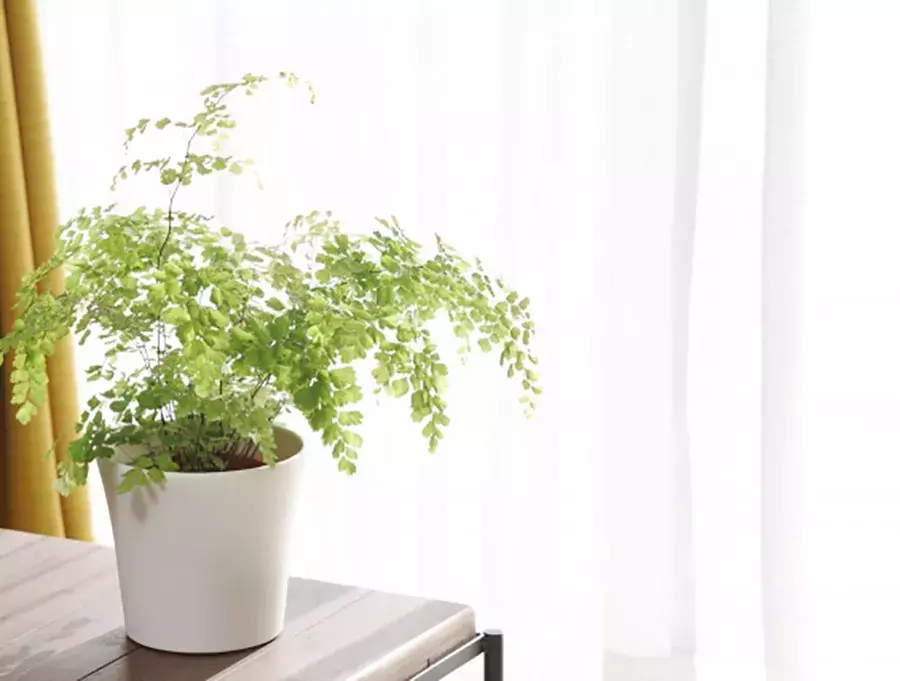はじめての観葉植物のある暮らし 多忙でも育てやすい種類 育てるコツは ローリエプレス