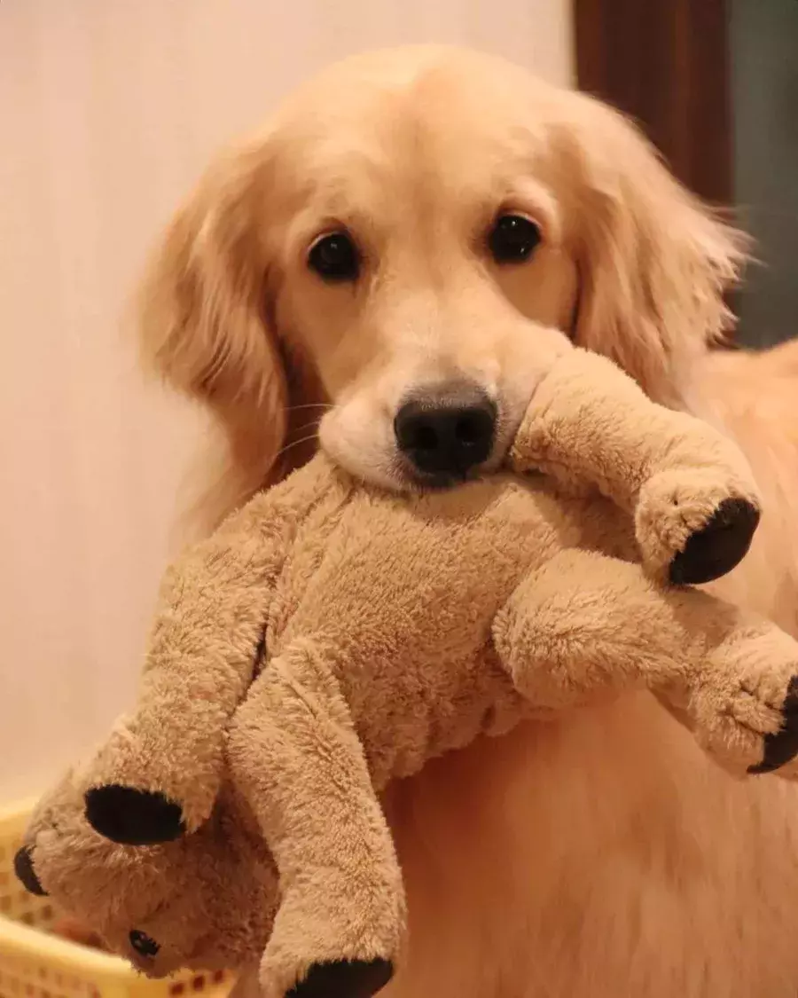 これはニヤけちゃうって 犬 猫 の可愛い姿にほっこり ローリエプレス