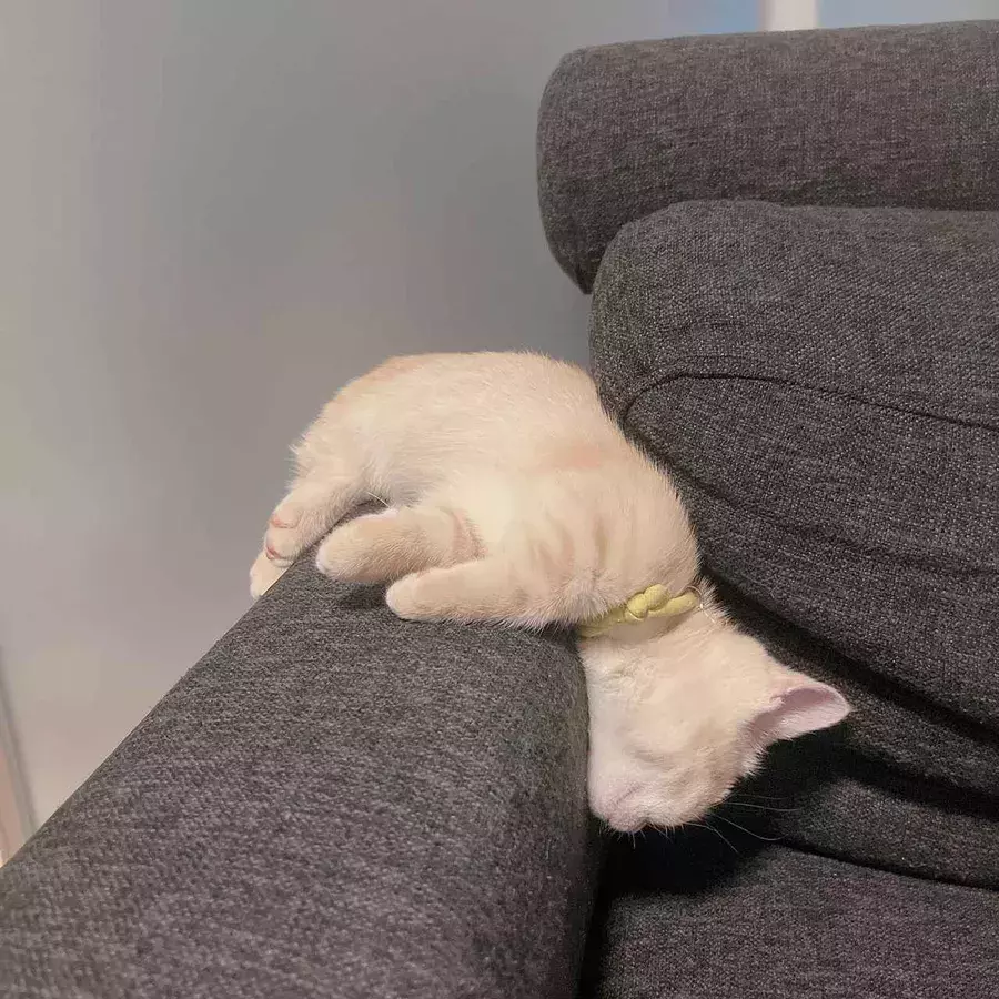 家だけの無防備な姿 寝落ちネコ に癒される ローリエプレス