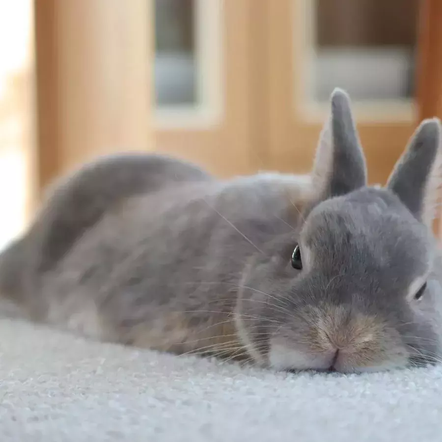 あ 寝落ち直前だ うさぎのウトウト顔 見ながら一緒に昼寝したーい ローリエプレス