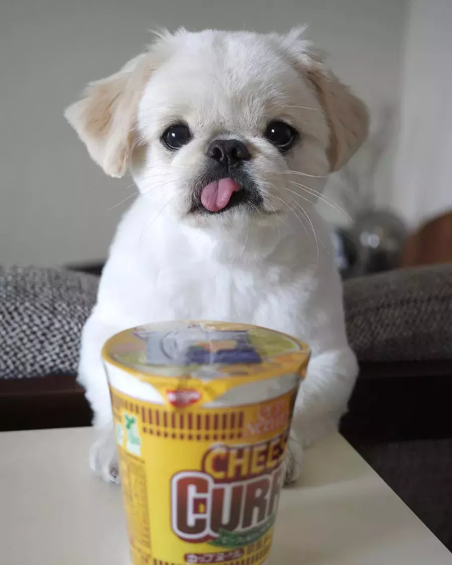 マジすか え お湯 ローリエプレス マジすか え お湯 ローリエプレス