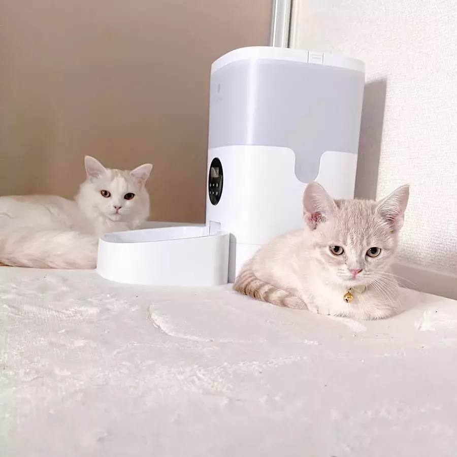 面白すぎwww ネコたちの悪い顔 に 笑いが止まらない ローリエプレス