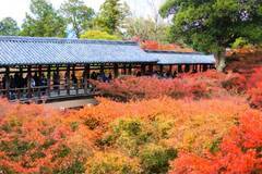 京都の美しい紅葉名所！一度は訪れたい「東福寺」