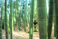 ミシュランガイド三ツ星！美しい竹林の世界が広がる鎌倉「報国寺」